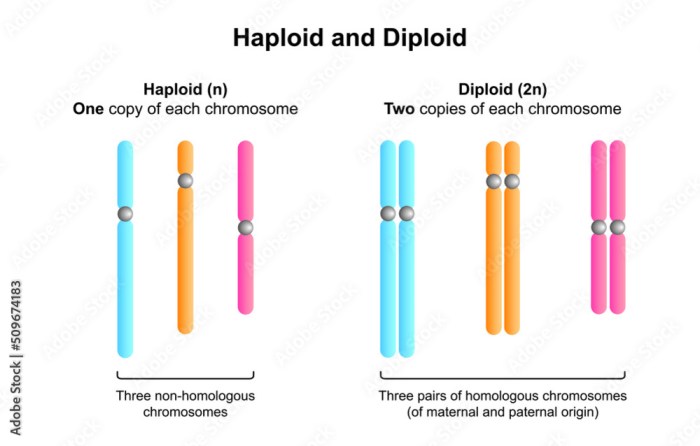 Practice haploid v. diploid answer key