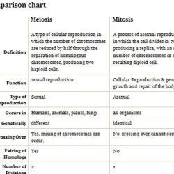 Practice haploid v. diploid answer key