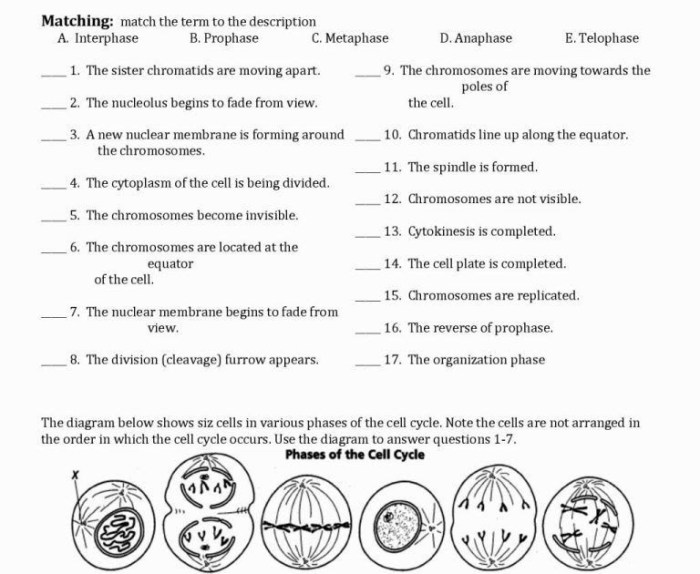 Practice haploid v. diploid answer key