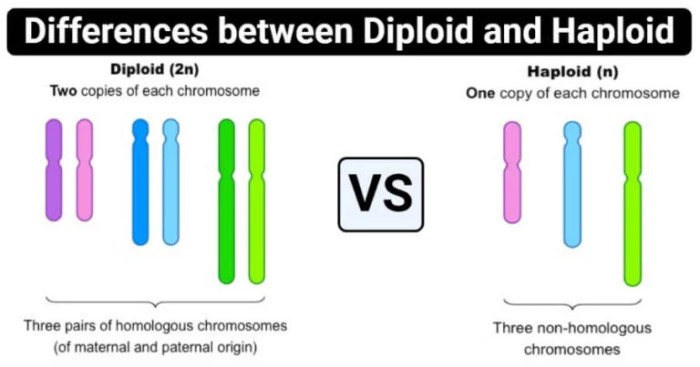 Practice haploid v. diploid answer key