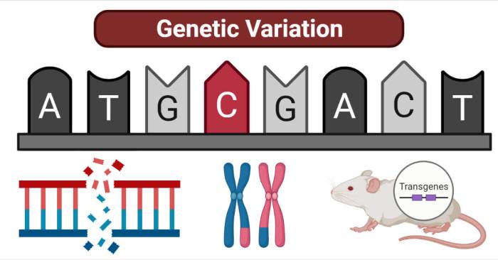 Genetic variation from errors quick check