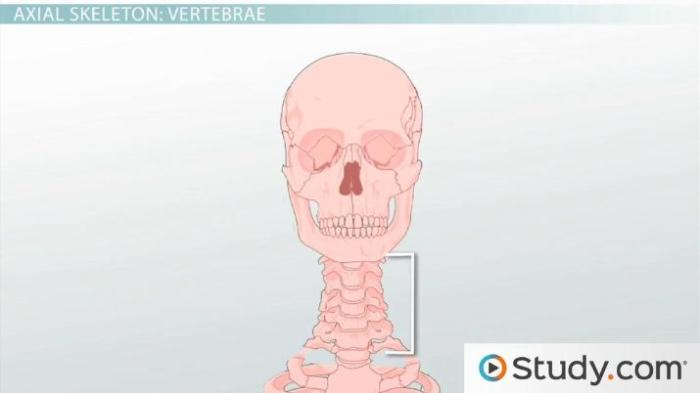 The axial skeleton review sheet exercise 8