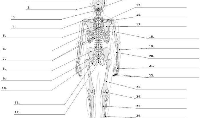 Muscle naming crossword answer key