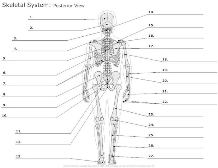 Muscle naming crossword answer key