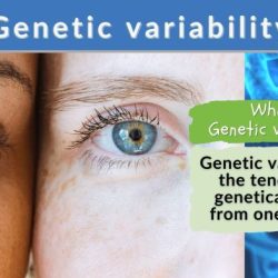 Genetic variation from errors quick check