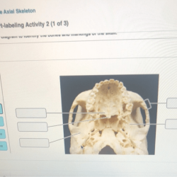 The axial skeleton review sheet exercise 8