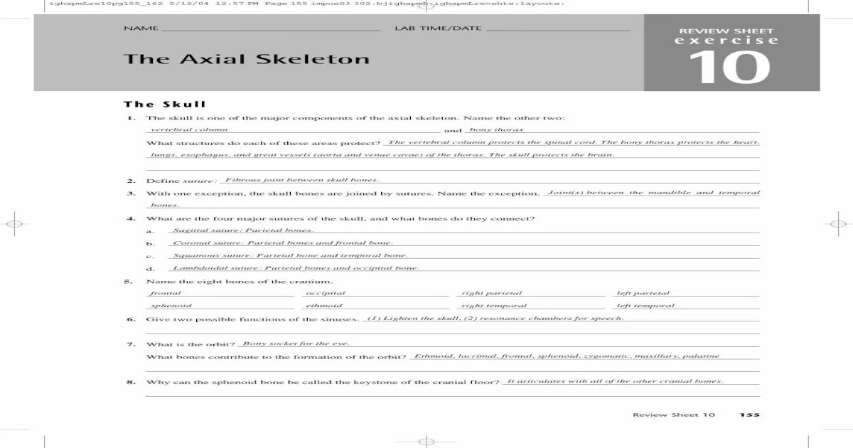 The axial skeleton review sheet exercise 8