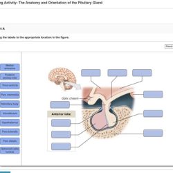 Art-labeling activity the anatomy and orientation of the pituitary gland