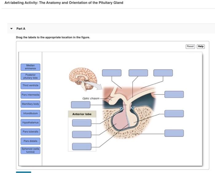 Art-labeling activity the anatomy and orientation of the pituitary gland