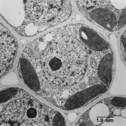 Label the transmission electron micrograph of the cell